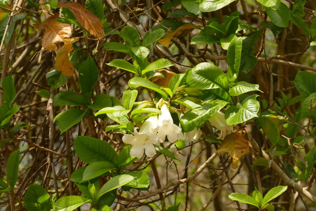 Beaumontia Grandiflora
