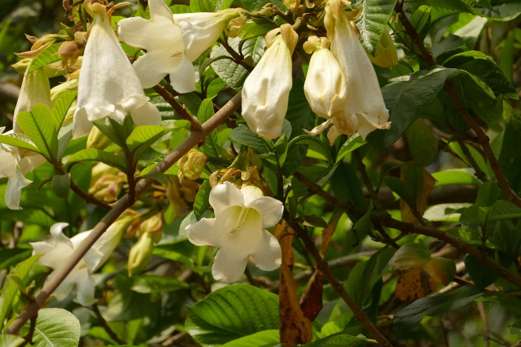 Beaumontia Grandiflora