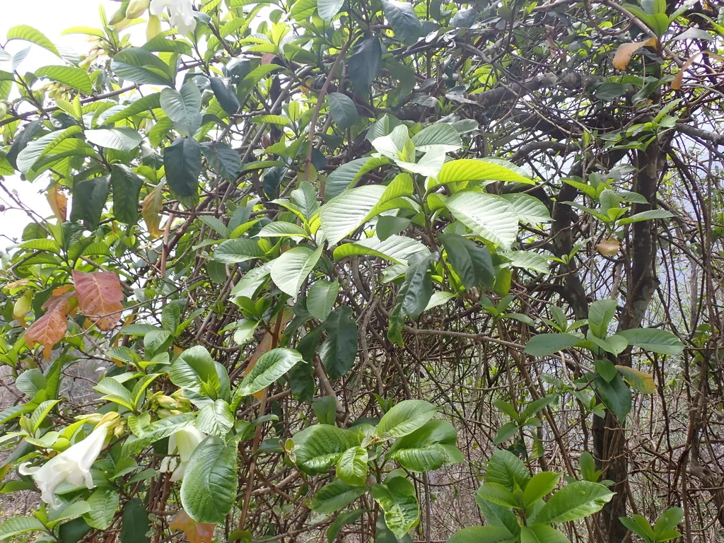 Beaumontia Grandiflora