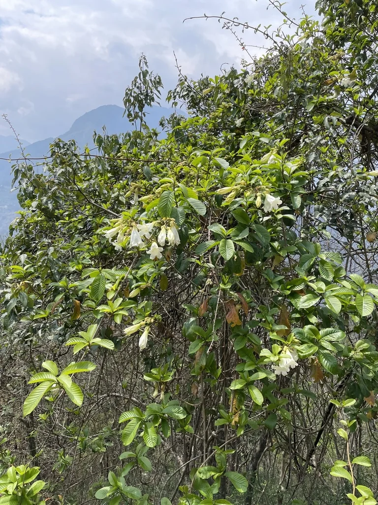 Beaumontia Grandiflora