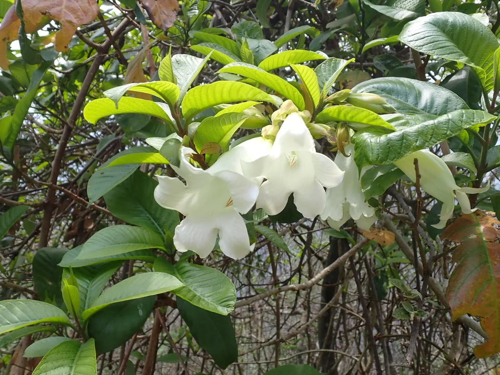Beaumontia Grandiflora