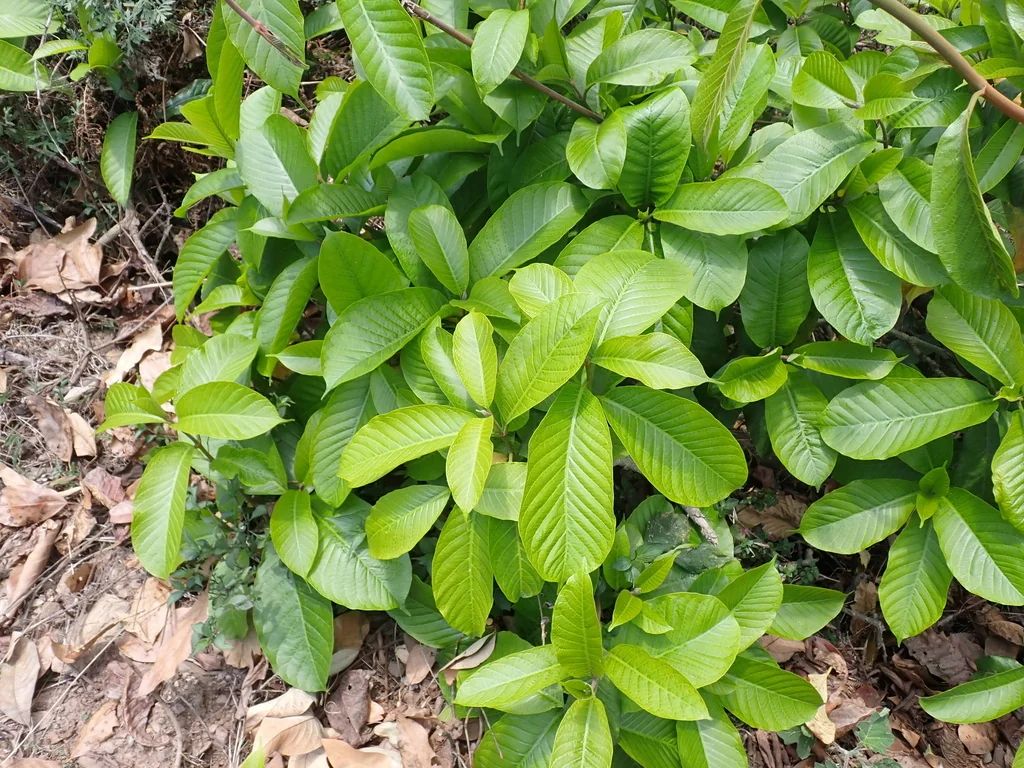 Beaumontia Grandiflora