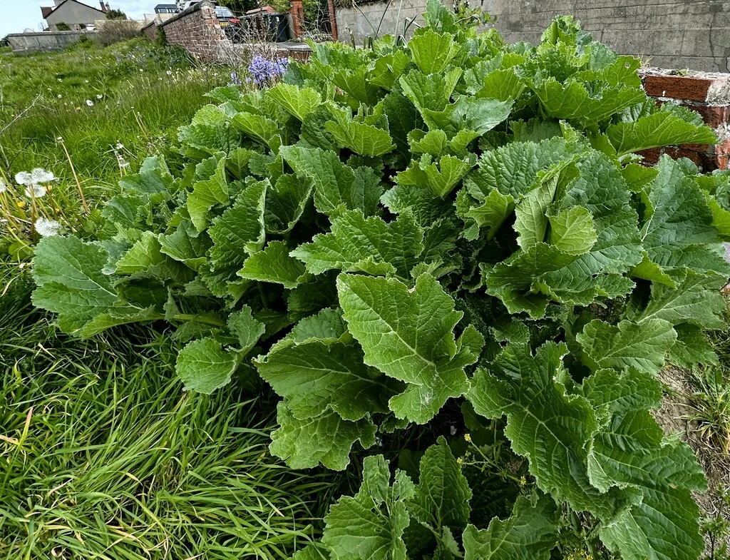 Crambe Cordifolia