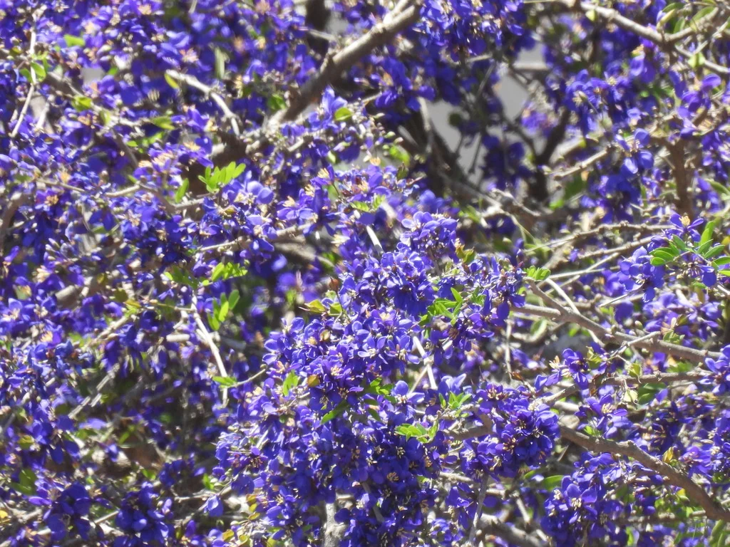 Guaiacum Coulteri