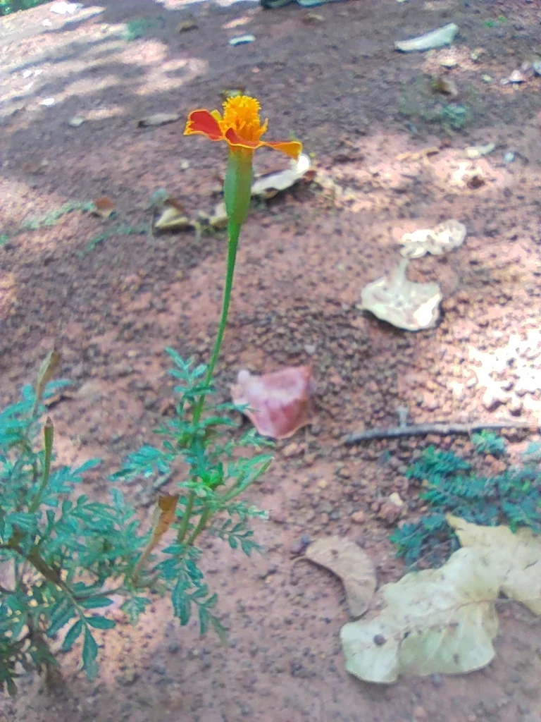 Tagetes Patula