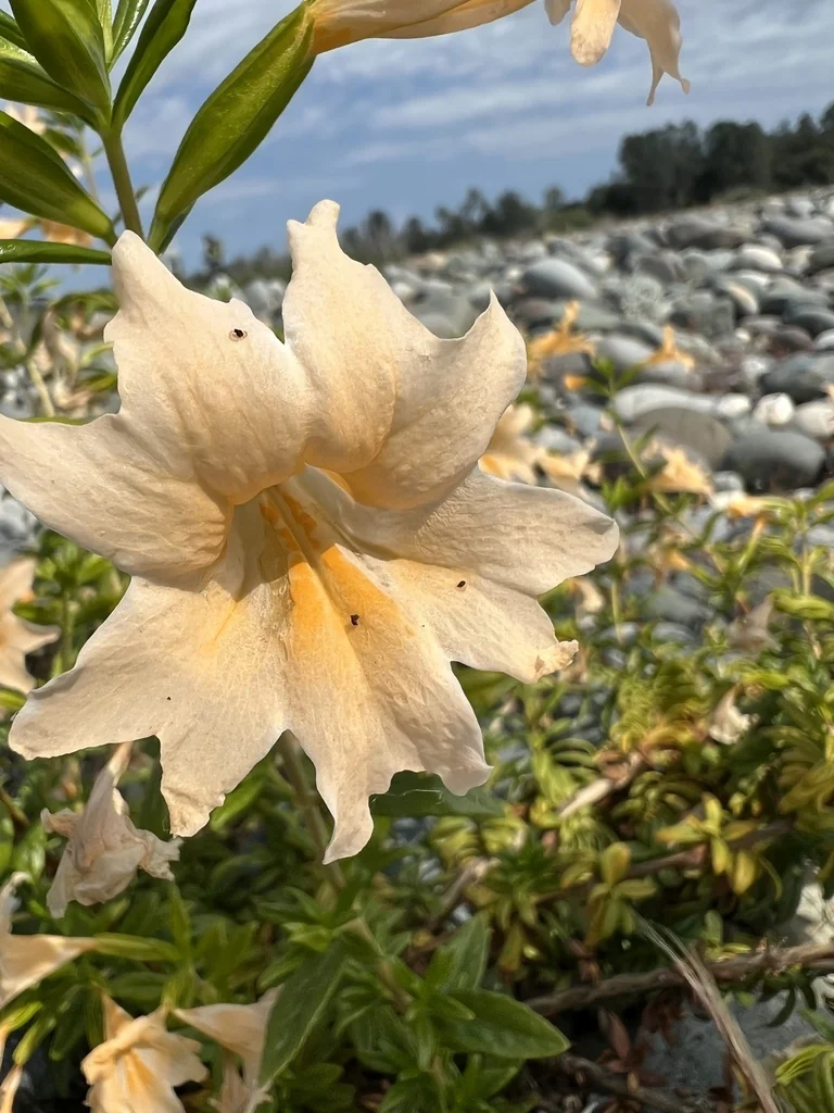 Diplacus Grandiflorus