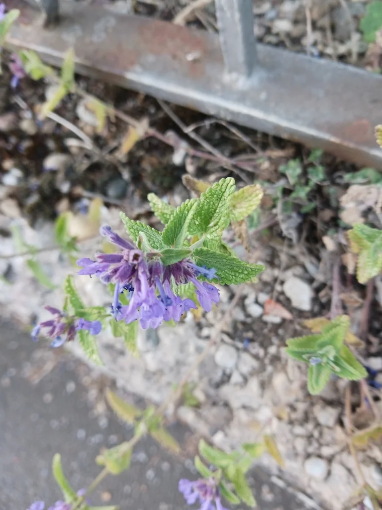 Nepeta Racemosa