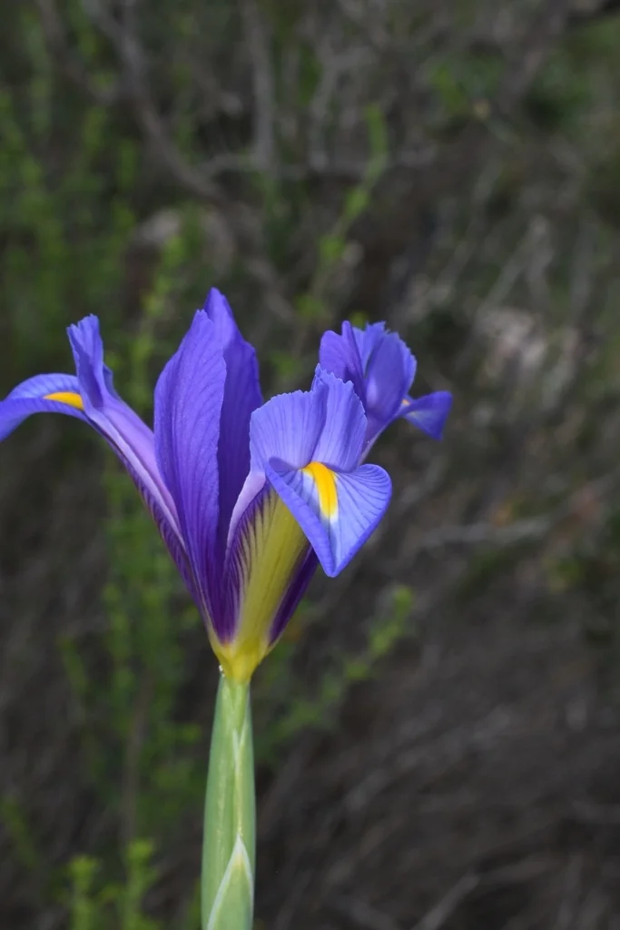 Iris Xiphium