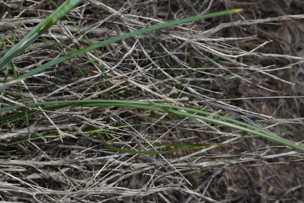 Iris Xiphium