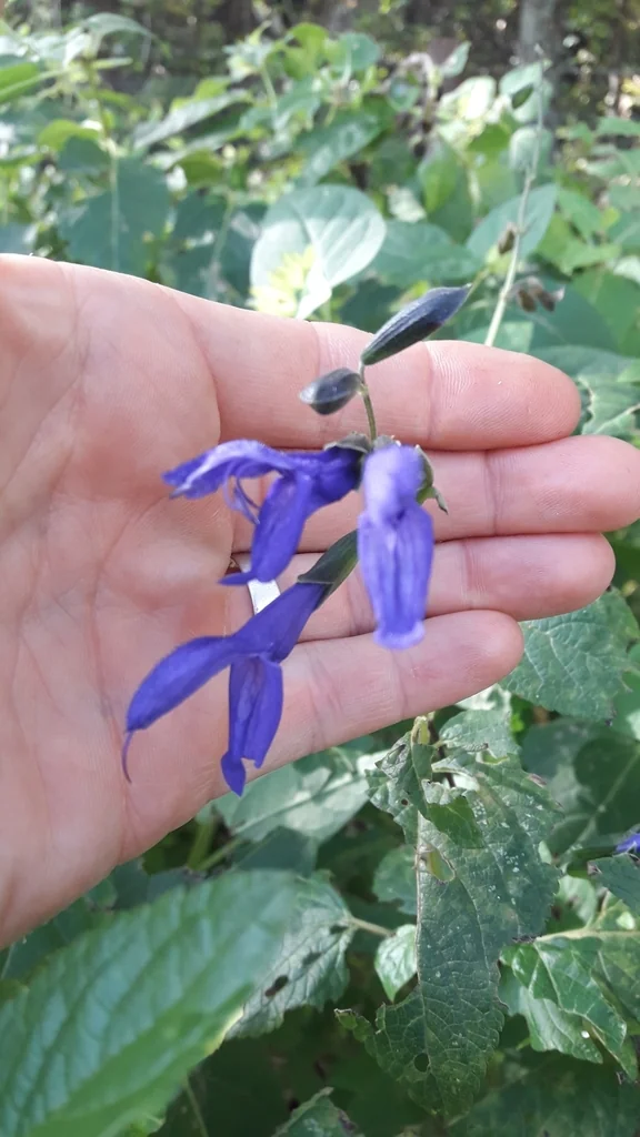Salvia Guaranitica