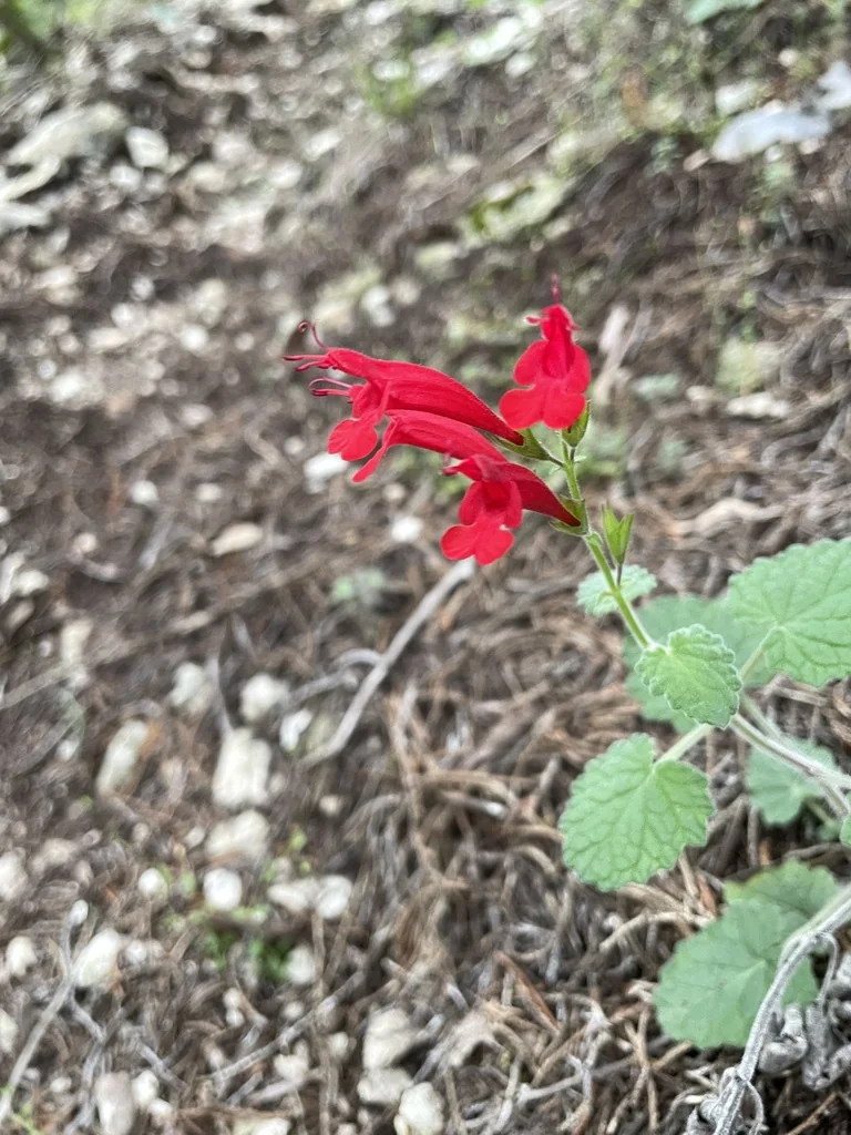 Salvia Roemeriana