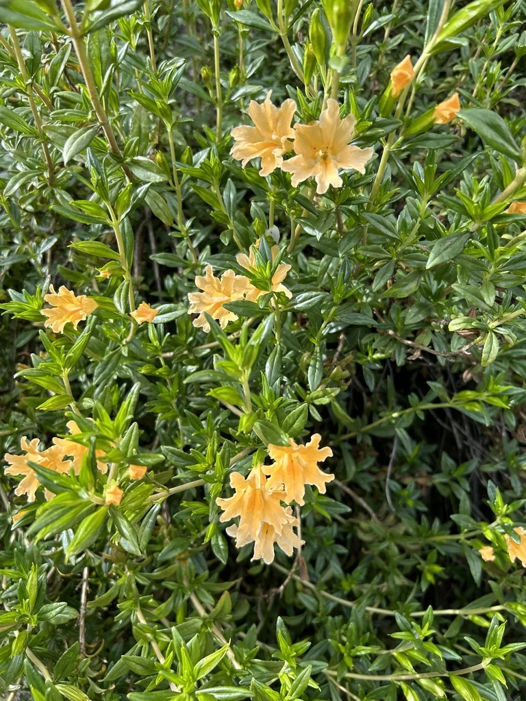 Diplacus Grandiflorus