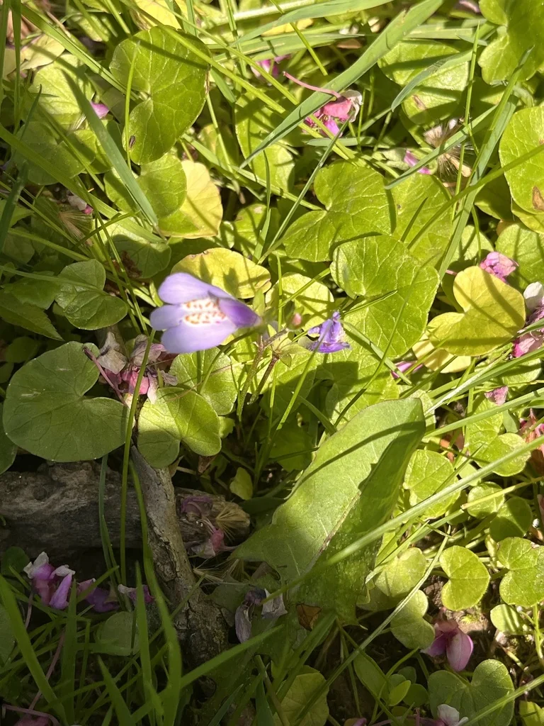 Mazus Reptans