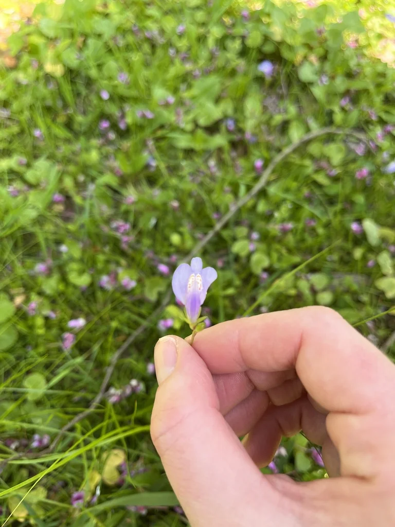 Mazus Reptans