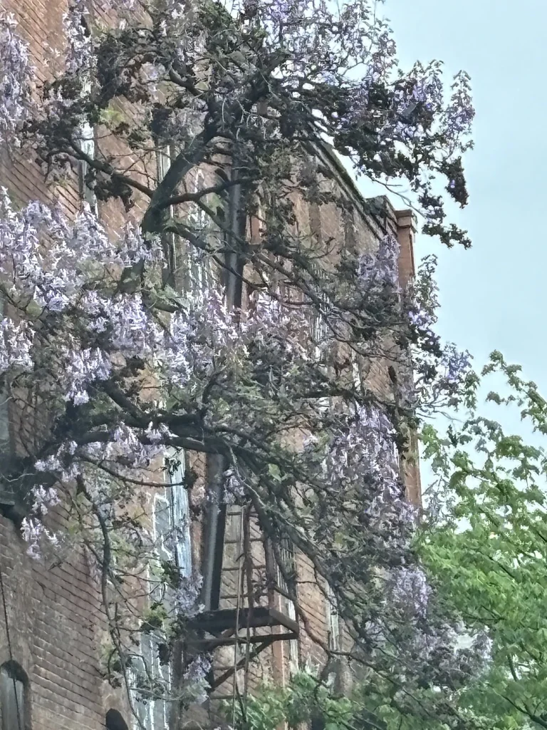 Wisteria Sinensis
