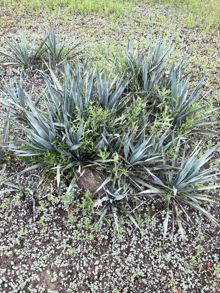 Yucca Pallida