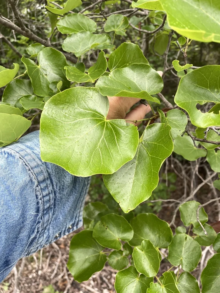Cercis Canadensis Var. Texensis