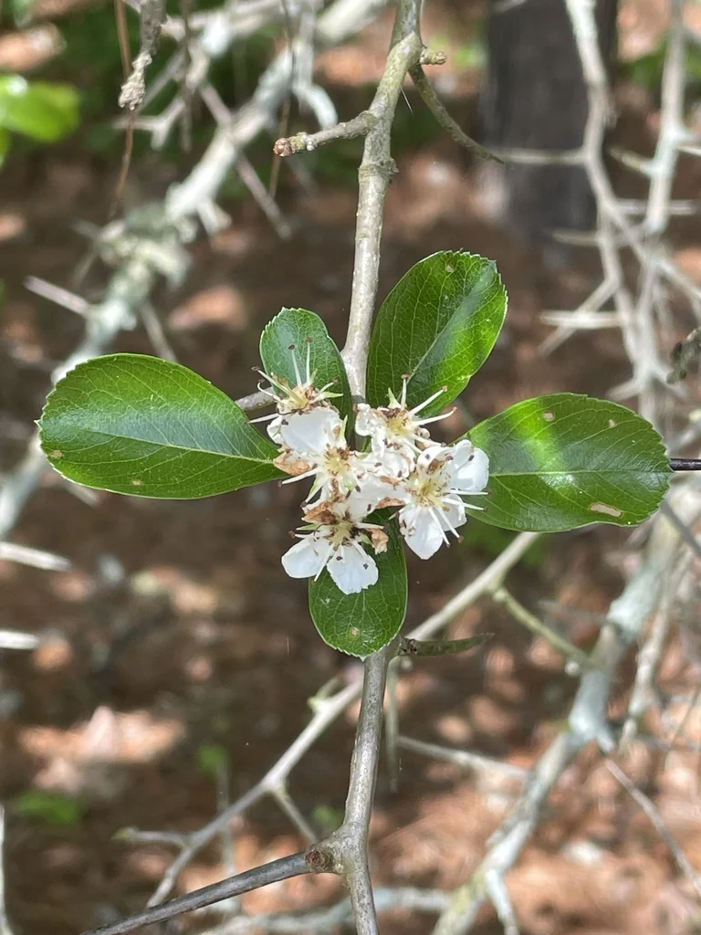 Crataegus Crus-Galli