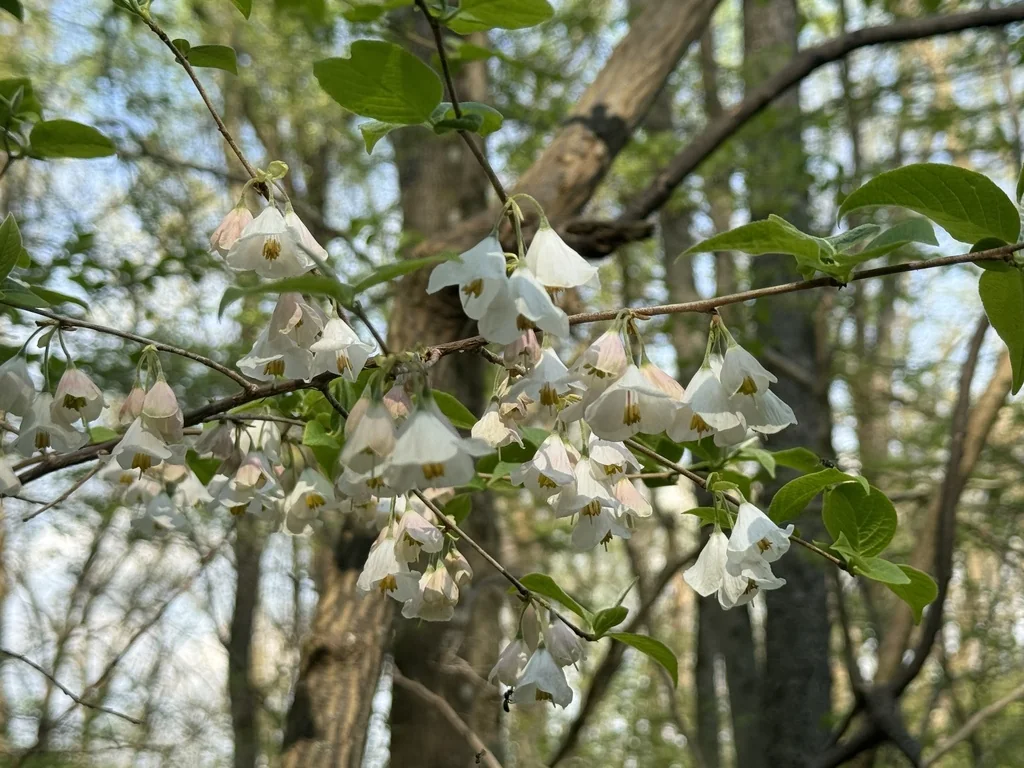 Halesia Carolina