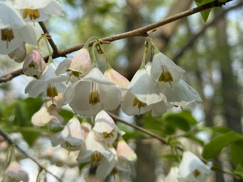 Halesia Carolina