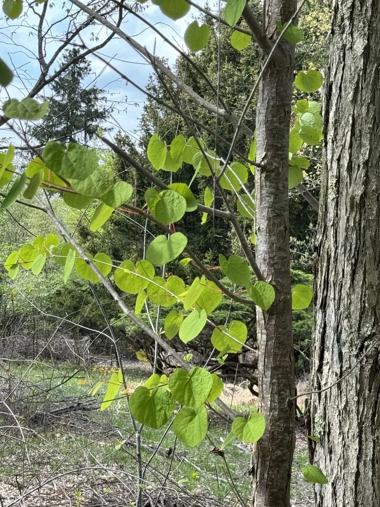 Cercidiphyllum Japonicum
