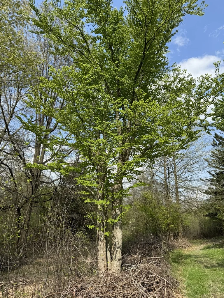 Cercidiphyllum Japonicum