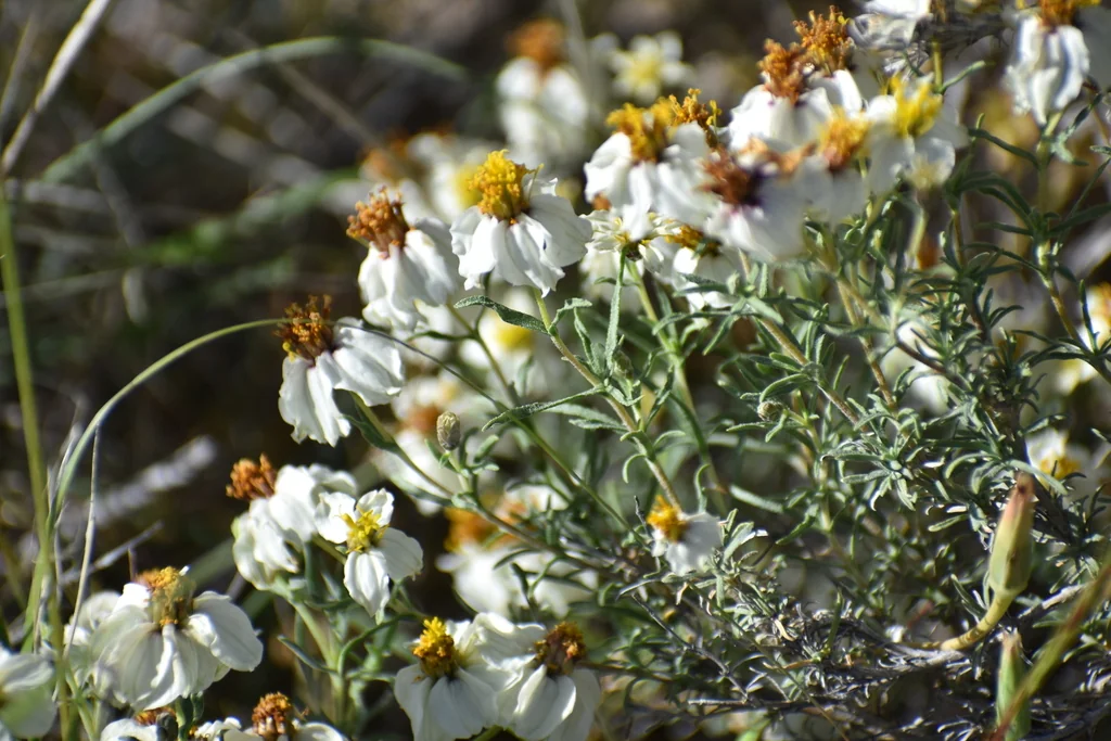 Zinnia Acerosa