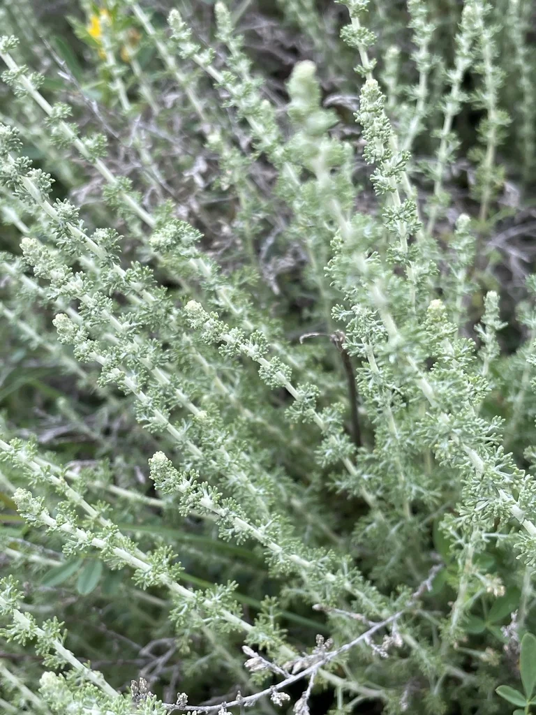 Santolina Chamaecyparissus
