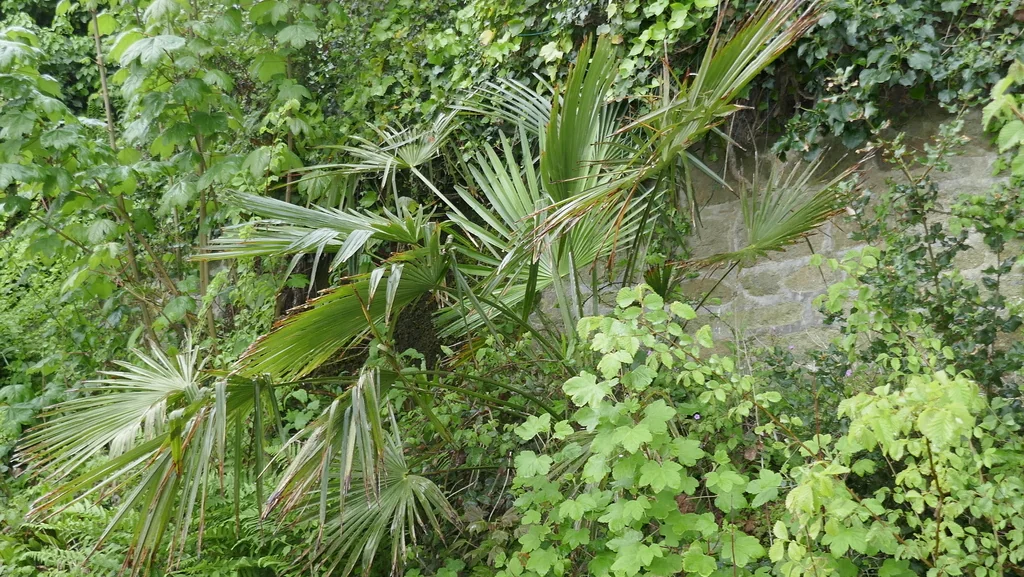 Trachycarpus Wagnerianus