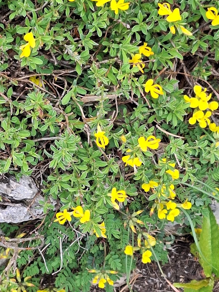 Genista Pilosa