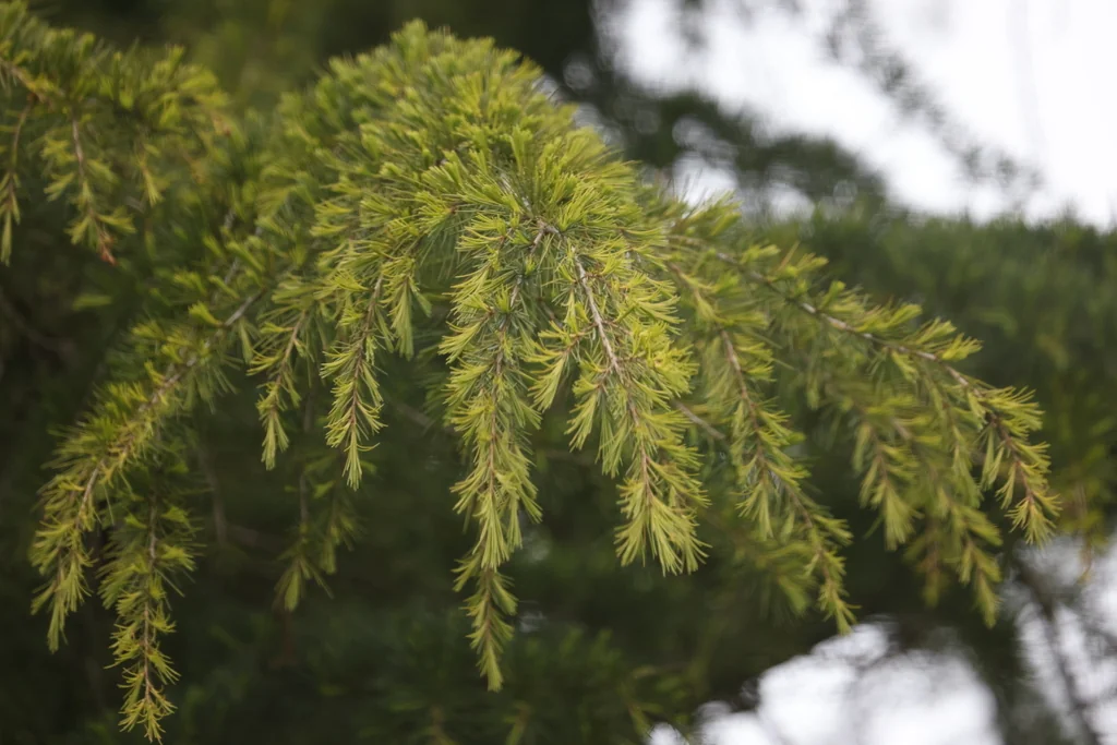 Cedrus Deodara