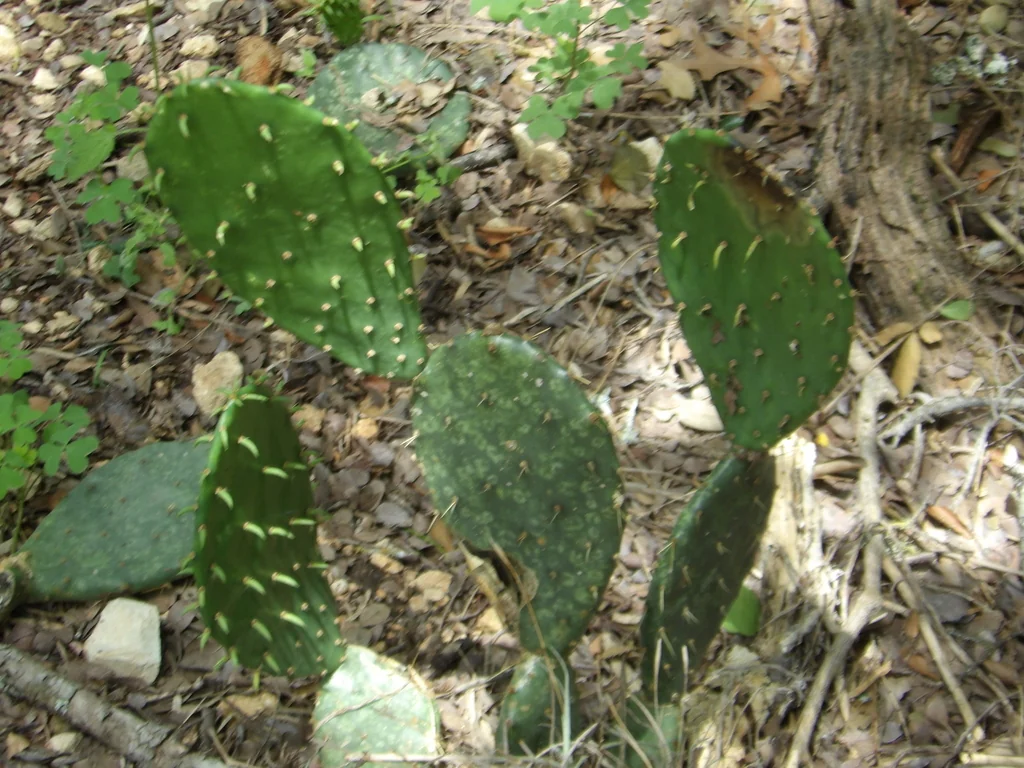 Opuntia Lindheimeri
