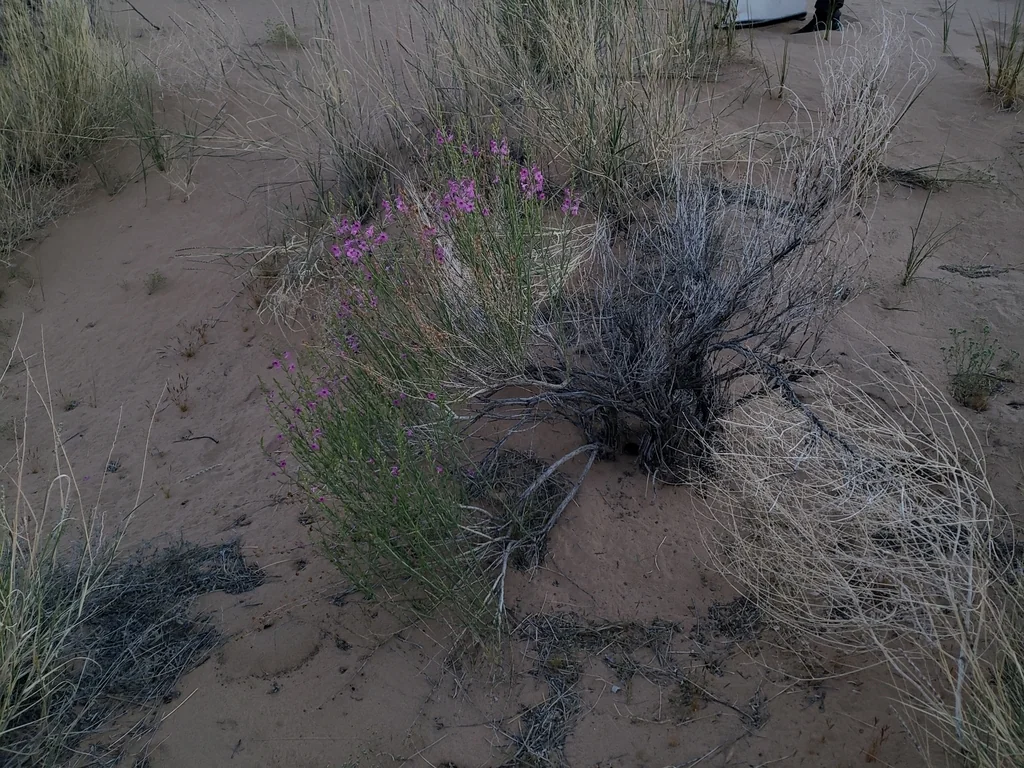 Penstemon Thurberi
