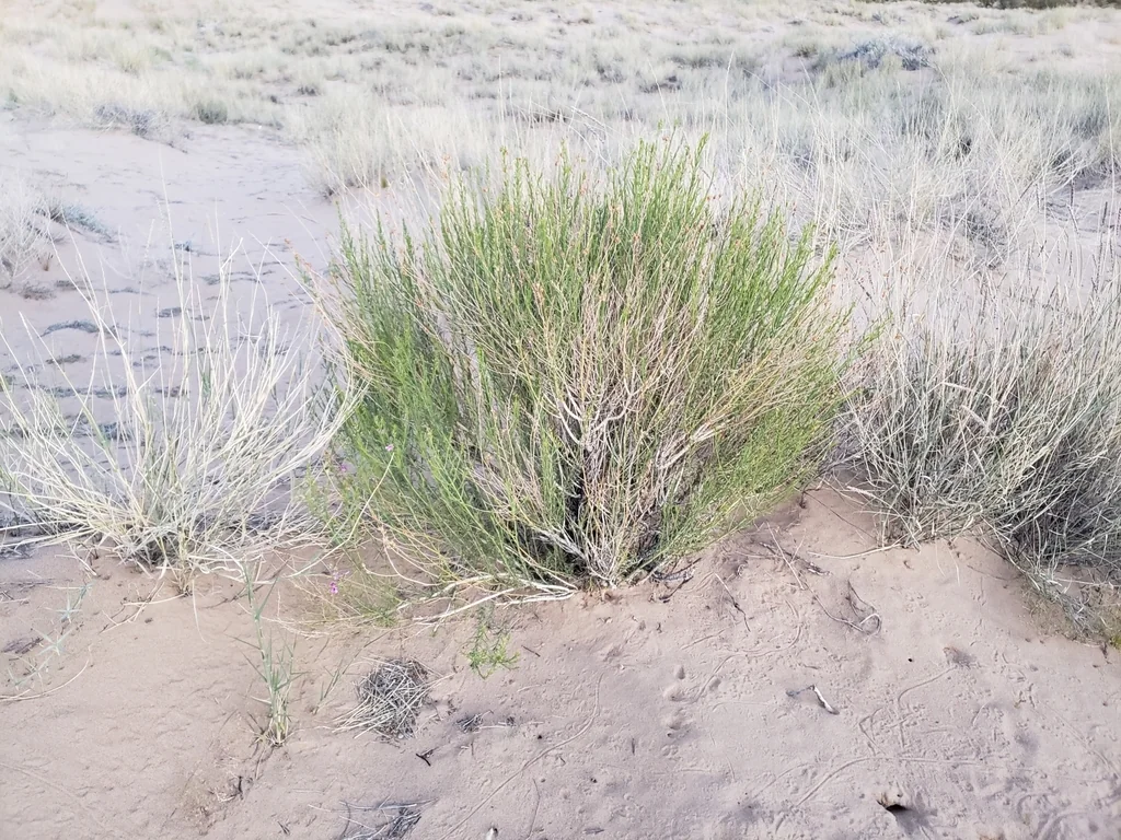 Penstemon Thurberi