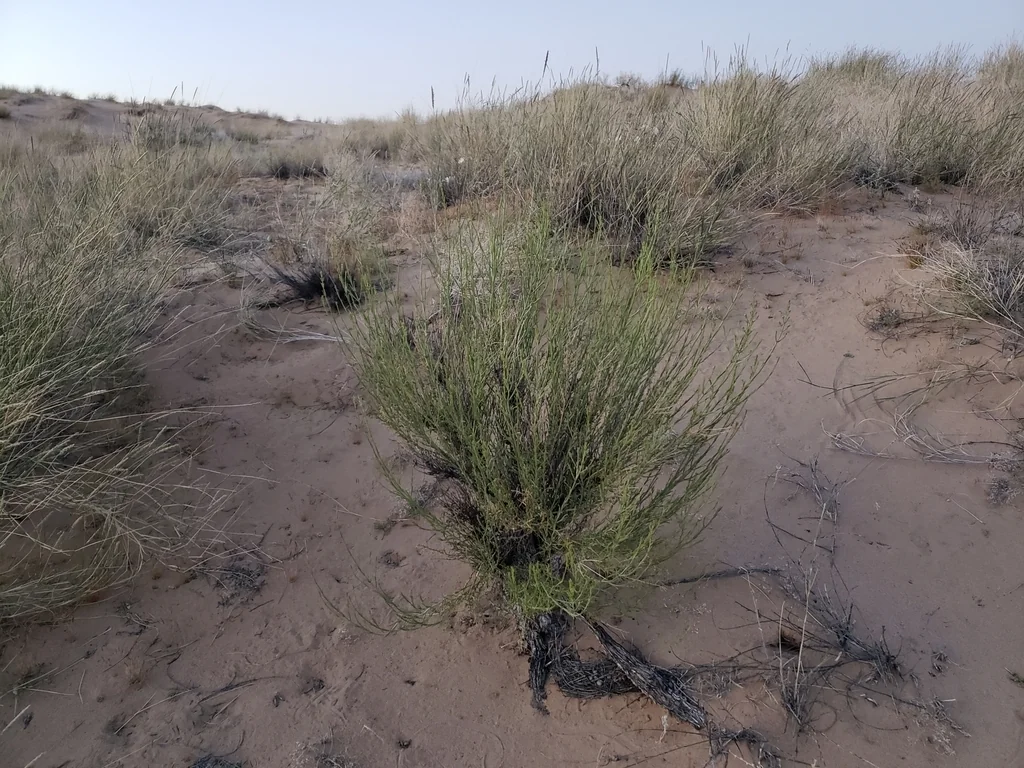 Penstemon Thurberi