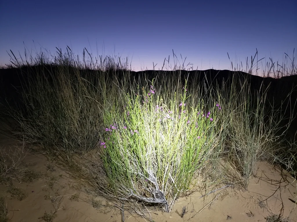 Penstemon Thurberi