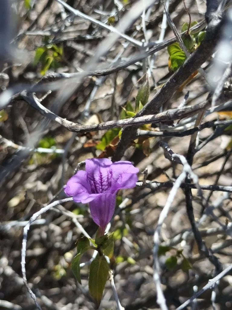 Ruellia Californica