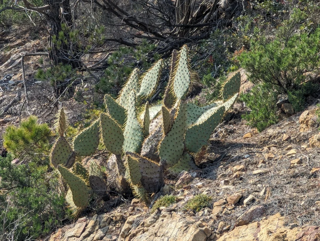 Opuntia Lindheimeri