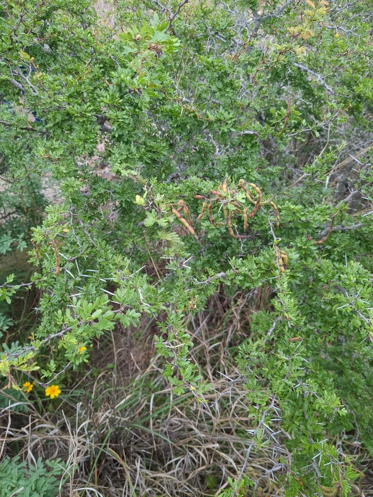 Acacia Rigidula