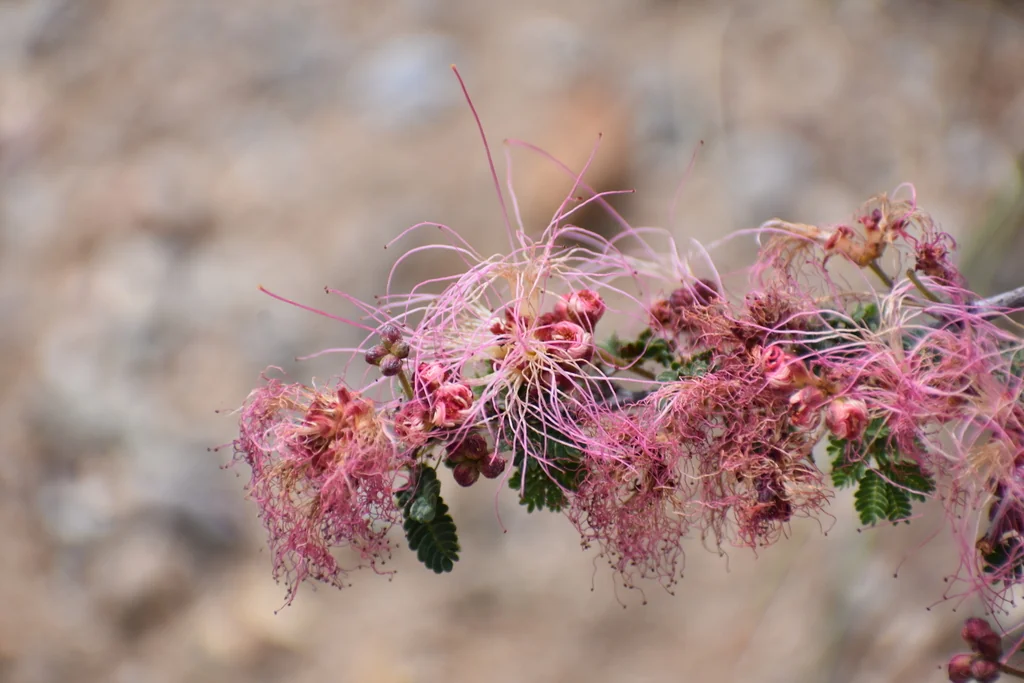 Calliandra Eriophylla