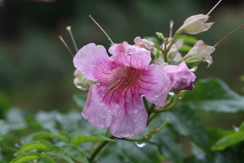 Podranea Ricasoliana