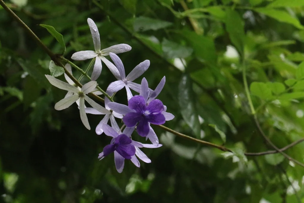 Petrea Volubilis