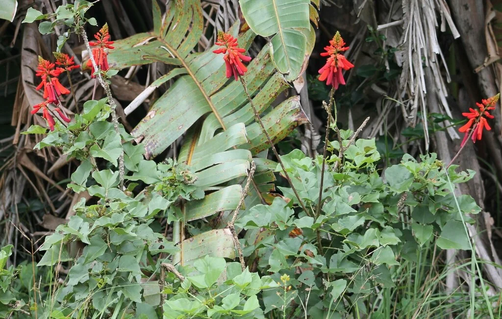 Erythrina Humeana