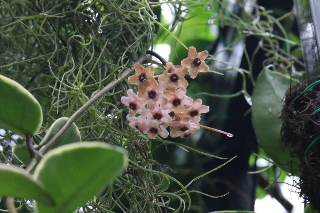 Hoya carnosa
