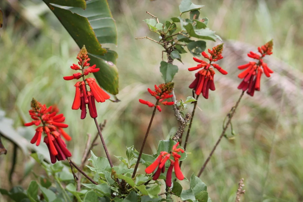 Erythrina Humeana