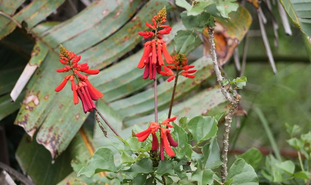 Erythrina Humeana