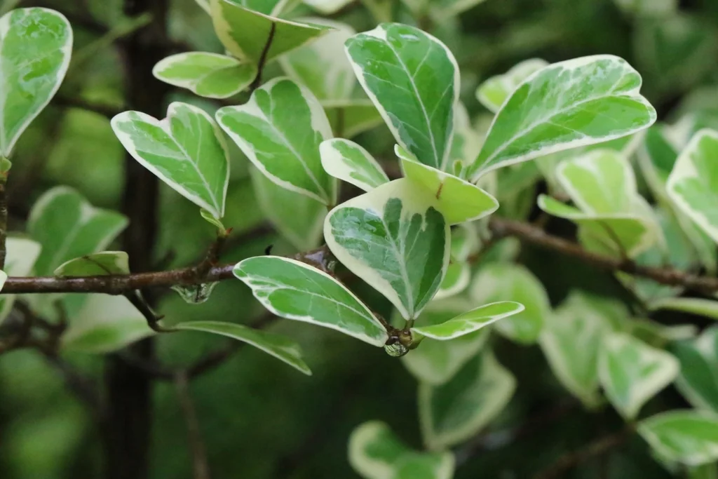 Ficus Triangularis