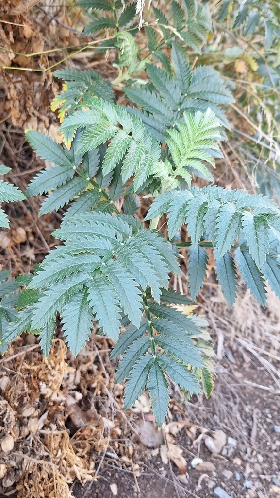 Melianthus Major