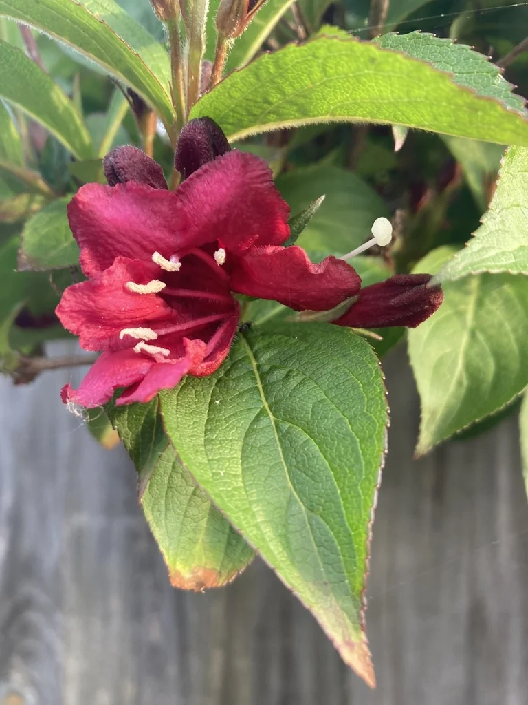 Weigela florida