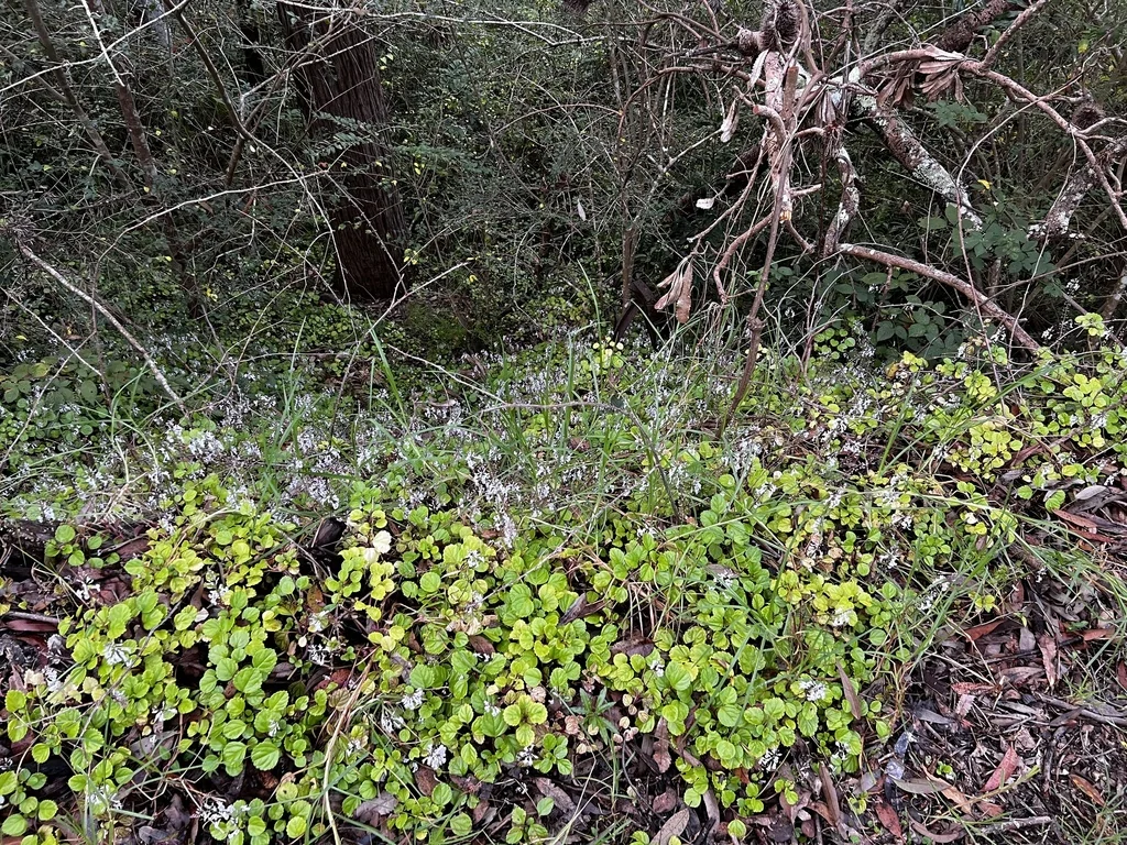 Plectranthus Verticillatus